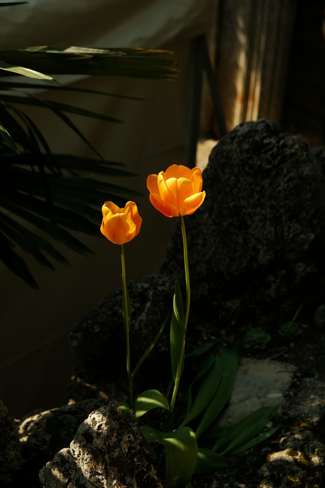 杨默依全新EP《不率直》正式官宣 首波主打曲《昙花》诠释惋惜美学